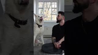 Markiert mal bitte YouTube damit die Shorts auf 90 Sek machen 😒 hund husky [upl. by Anidem]