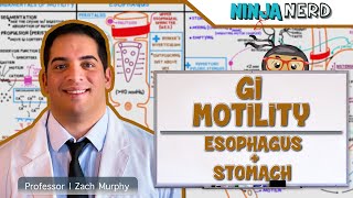 Gastrointestinal  GI Motility of the Esophagus amp Stomach [upl. by Dorwin]