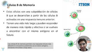Subtipos de linfocitos B y Cambios conformacionales [upl. by Garcia263]