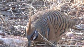 Spinifex Pigeons [upl. by Sam]