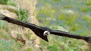 The majestic Andean Condor the largest flying bird [upl. by Ragde527]