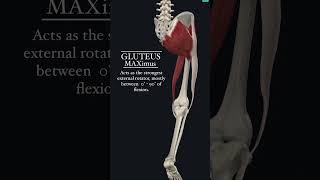 Gluteus Maximus anatomy physiotherapy [upl. by Candra253]