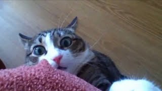 Funny Stalking Cat Video Completion [upl. by Oirogerg]