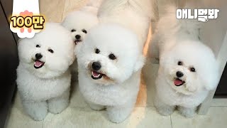 비숑을 키운다면 꼭 봐야할 영상ㅣA Must Video For Those Who Raise A Bichon Dog [upl. by Ssenav]