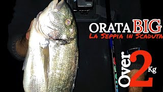 SURFCASTING  Orata BIG in Scaduta con la SEPPIA INTERA 😱 [upl. by Ientirb]