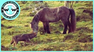 Animal Attack Wolf hunting horse Wolf vs Horse [upl. by Scurlock]