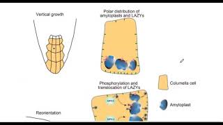 තුලාශ්ම කල්පිතය  BIOLOGY  Lakindu Lalankith [upl. by Eilra]