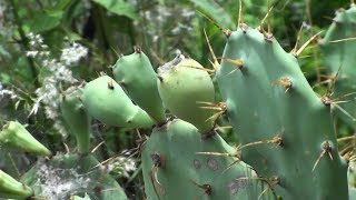 Cactus to Biogas [upl. by Myrtle]