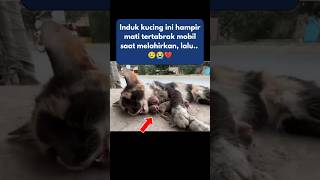 Induk Kucing Tertabrak Mobil Saat Melahirkan [upl. by Eelamme]