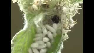 Braconidae  Cotesia cocoons on a caterpillar of Carcharodus boeticus [upl. by Dagney]