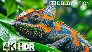 Best 4K Video ULTRA HD 120 FPS  4K HDR Dolby Vision [upl. by Nohsyt]