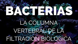 Bacterias La Columna Vertebral de la Filtración Biológica [upl. by Llerehs544]