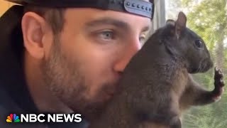 Owner of Instagramfamous squirrel says its seizure by state officials was ‘overkill’ [upl. by Amlus]