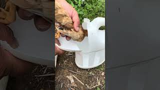 How to make a simple chicken cage shorts bushcraft outdoor survival viralvideo camping forest [upl. by Marsh959]