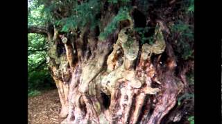 Search for ancient Ankerwycke tree  Runnymede [upl. by Drahcir]