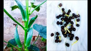 THE FASTEST WAY TO GROW OKRA NOBODY TALKS ABOUT [upl. by Jolee]