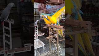 Macaw parrot shortminivlog [upl. by Leblanc]