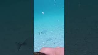 Amazing fish crowds at Cebu Shangrila hotel private beach 20240920 [upl. by Dorothea]