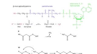 Fatty Acid Synthase [upl. by Enyad551]