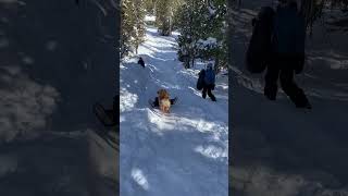 Cooper and Winnie on the big sled hill [upl. by Arekahs]