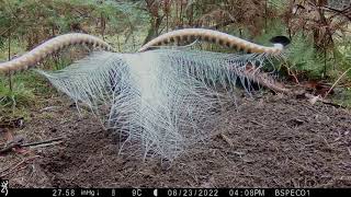 Lyre Bird Courtship  Tolmie Victoria Australia  Browning Spec Ops Elite HP4 trail camera [upl. by Morvin]