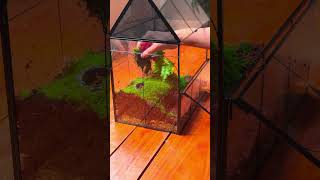 Terrarium tutorial build a easy moss and fern with water feeder and cave for insect terrariumdiy [upl. by Monto]