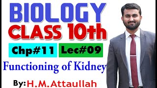 Functioning of kidney  Chapter  11  Biology Class 10th  Lec 9 [upl. by Hedy636]