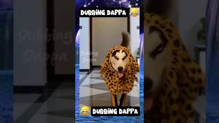 Fashion Show 🤣 funny shorts dog shortsfeed funnyanimals animals dogs doglovers dogshorts [upl. by Ttelracs899]