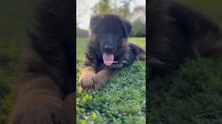 Cucciolo di pastore tedesco 🤍 germanshepherd pastoretedesco puppy pets cuccioli cane dog [upl. by Ophelia]