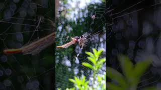 Araña tejedora espinosa comiendo odonato Gasteracantha cancriformis [upl. by Elleahcim635]