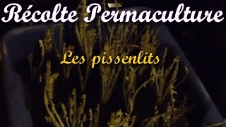 Récolte SIMPLE et GRATUITE de PISSENLITS [upl. by Bondy]