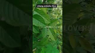 vidang embelia ribesayurvedlovers ayureel ayu medicinalplant medicineherbs dravyaguna [upl. by Conrade]