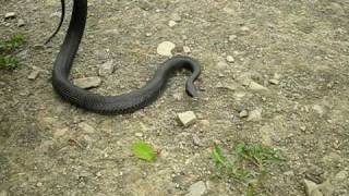 Northern Black Racer Coluber constrictor constrictor [upl. by Waxman]