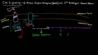 G Protein Coupled Receptors Part 1 of 2  2nd Messengers  General Scheme [upl. by Llennej]