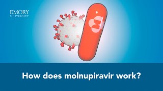 How Molnupiravir Works An Animated Explanation [upl. by Suravat]