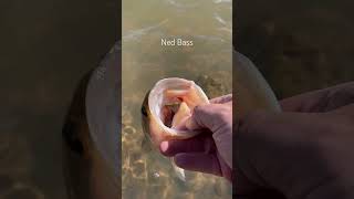 Ned Rig Bass Fishing bassfishing catchandrelease [upl. by Ahsias]