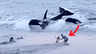 The MOST GRUESOME Orca Attacks Caught on Camera [upl. by Inhsor847]