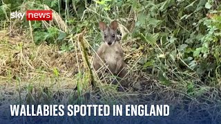 Wallabies spotted in Nottinghamshire as wildlife trust asks for publics help [upl. by Jacquie428]