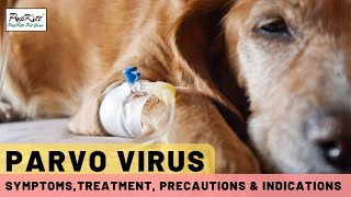 Parvo Virus In Dogs Symptoms Treatment amp Precautions  Dr Anirudh Mittal [upl. by Schober]