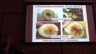 Симбиоз Бластофаги на Инжире Symbiosis of Pollinator Blastophaga psenes and Fig Tree Ficus carica [upl. by Nylegna]