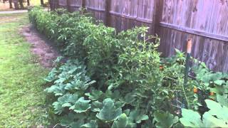 Brunswick County NC Gardening  Green IRT plastic mulch and drip tape irrigation [upl. by Lednar]