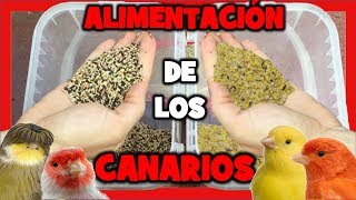 COMIDA para CANARIOS 🐤 TRUCOS ALIMENTACION de CANARIOS para la CRIA de CANARIOS  MIXTURA CANARIOS [upl. by Rhu]