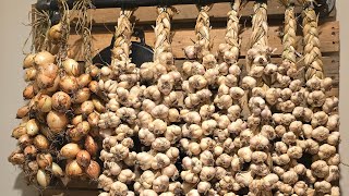 Harvesting braiding and storing 500 heads of garlic  Impletirea usturoiului pentru iarna [upl. by Khudari518]