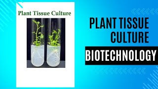 plant tissue culture steps types callus cell suspension meristem anthar protoplast class [upl. by Ariahaj235]