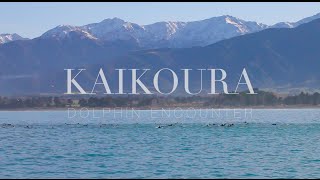 Kaikoura Dolphin Encounter [upl. by Alenas480]