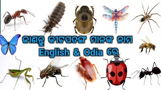 Insect Names English Vs Odia  Education [upl. by Feriga]