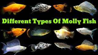 Top 14 Types Of Molly Fish [upl. by Kcinemod]