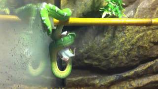 Emerald Tree Boa Eating Mouse [upl. by Zoara712]