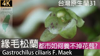 台灣原生蘭緣毛松蘭Gastrochilus ciliaris F Maek花期911月台灣野生蘭花喜濕中光20241109 [upl. by Hadden635]