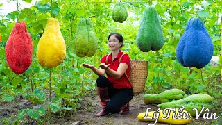 How to harvest Chayote amp Goes to the market sell  Farming and Cooking  Daily Life [upl. by Euqinu]